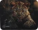 Коврик для мыши Cactus Leopard рисунок 250x200x3мм (CS-MP-D06S)