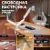 Кронштейн для мониторов Onkron G200 белый 13"-32" макс.18кг настольный поворот и наклон верт.перемещ.