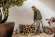 Строительный пылесос Karcher WD 3 V-17/4/20 1000Вт (уборка: сухая/влажная) желтый Строительный пылесос Karcher WD 3 V-17/4/20 1000Вт (уборка: сухая/влажная) желтый
